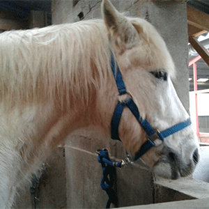 Poney du Poney club de l'écluse